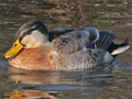 Indian Spot-billed Duck x Mallard hybrid